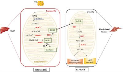 Activation of G protein-coupled receptors by ketone bodies: Clinical implication of the ketogenic diet in metabolic disorders